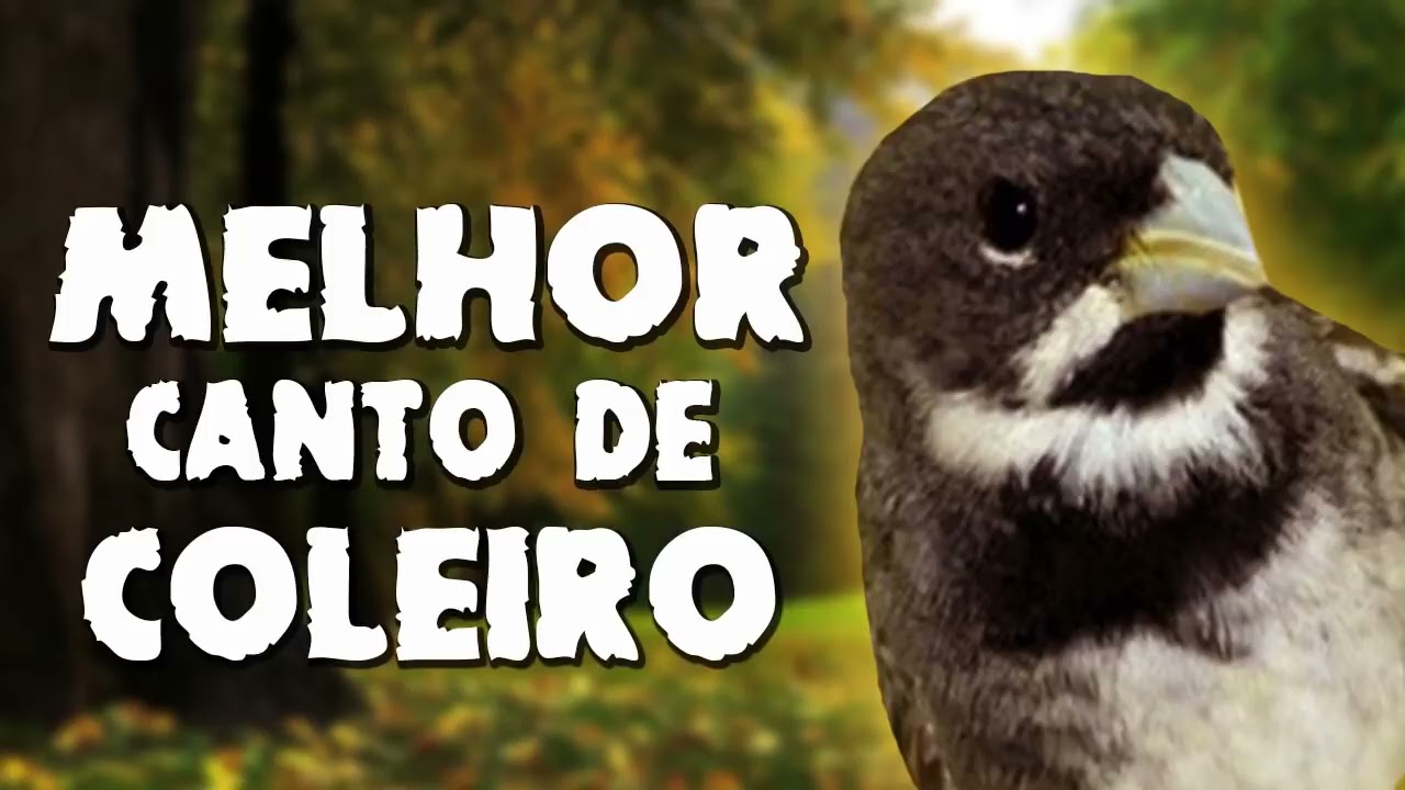 O MELHOR CANTO TUI TUI DE TODOS OS TEMPOS ( Pega Fácil e Rápido)