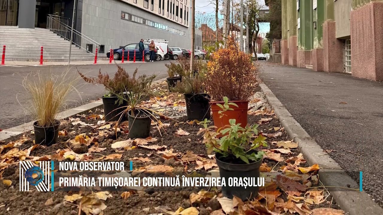 Primăria Timișoarei continuă înverzirea orașului