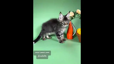 Watch the video about #reserve #catbreed #kitten #mainecoon #catlover #forsale #mainecooncats #cute #wisconsin #breeder