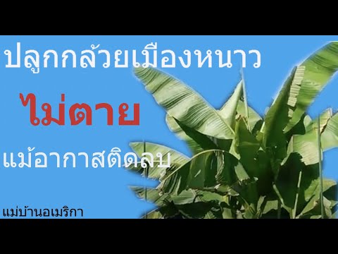 วีดีโอ: Banana Tree Care - ข้อมูลเกี่ยวกับการปลูกต้นกล้วยที่แข็งแรง