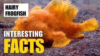 Exploring the Fascinating World of Hairy Frogfish | Interesting Facts | The Beast World