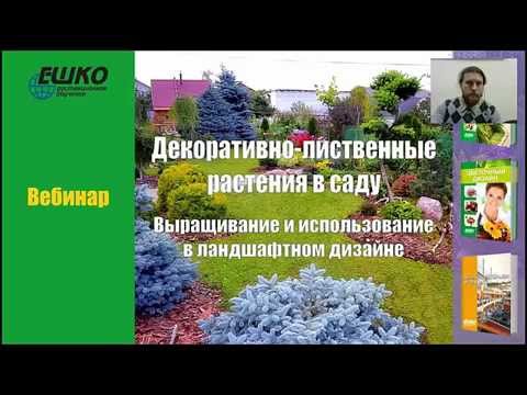 Ландшафтный дизайн. Декоративно-лиственные растения в саду.