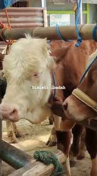 STORY WHATSAPP PEDAGANG SAPI #story #storywa #stories #storywa30detik #status #shorts #short #shorts