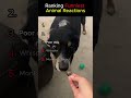 Ranking the Funniest Animal Reactions Ever 😂