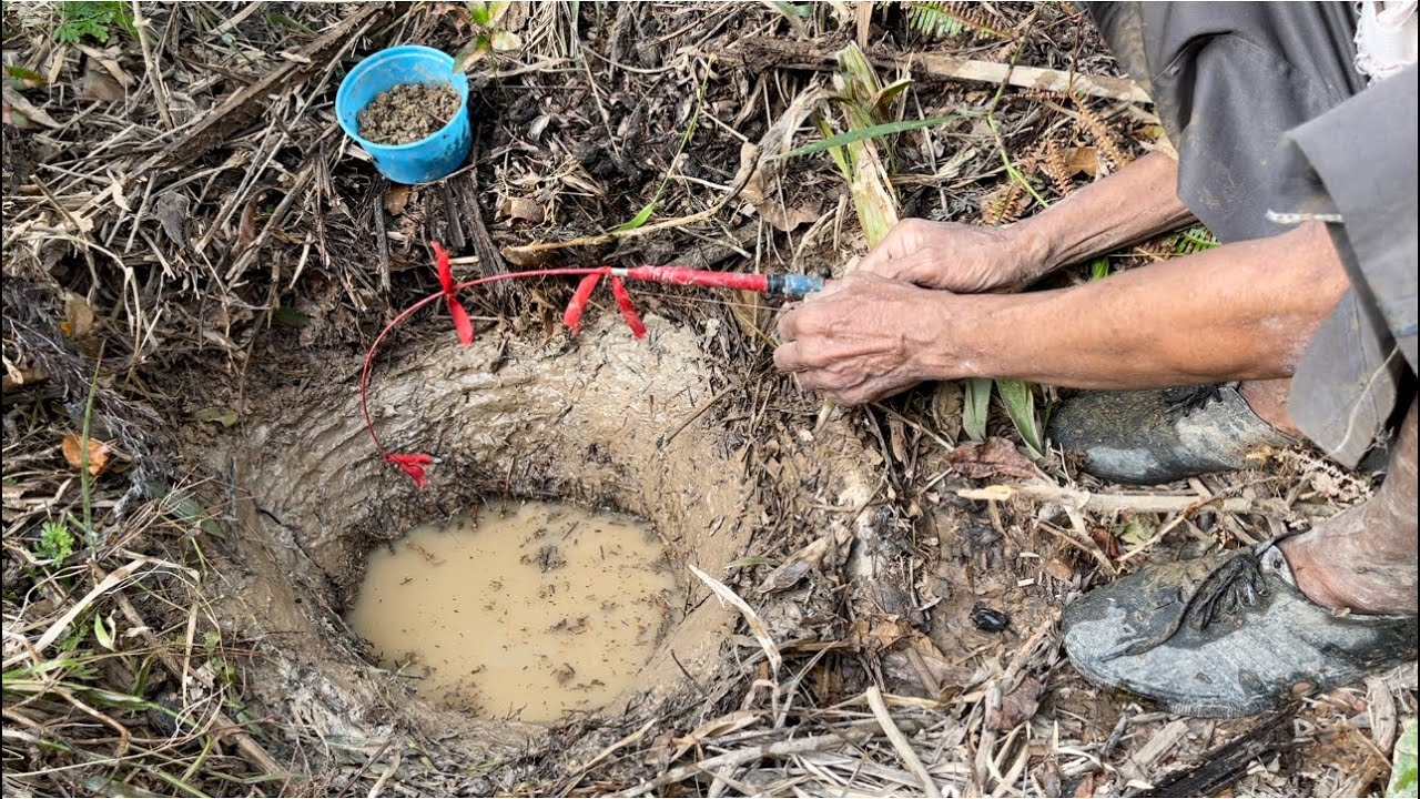 DI LUBANG TUA TERDAPAT IKAN LELE DAN LEMBAT TERBESAR…