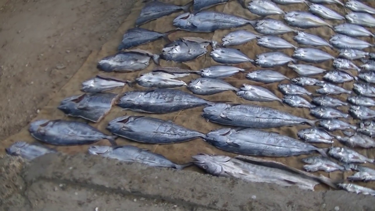 JAFFNA FISH MARKET, SRI LANKA. YouTube