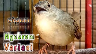 cigun ngebrem variasi || masteran top calon cetak juara.