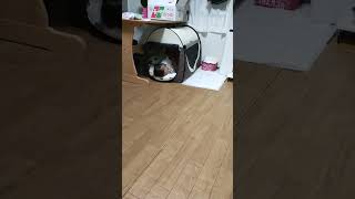 Little Girl Has Fell Asleep in Dog’s Kennel as Dog Lay On Couch