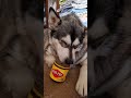 Jasmine loves Vegemite. #Malamute #Dog #Pets #Vegemite #Australia