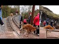 Ref:0IFpFdVTUfE Ontsnapte kangoeroe aan de wandel in pairi daiza