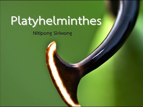 วีดีโอ: ไฟลัม platyhelminthes สืบพันธุ์อย่างไร