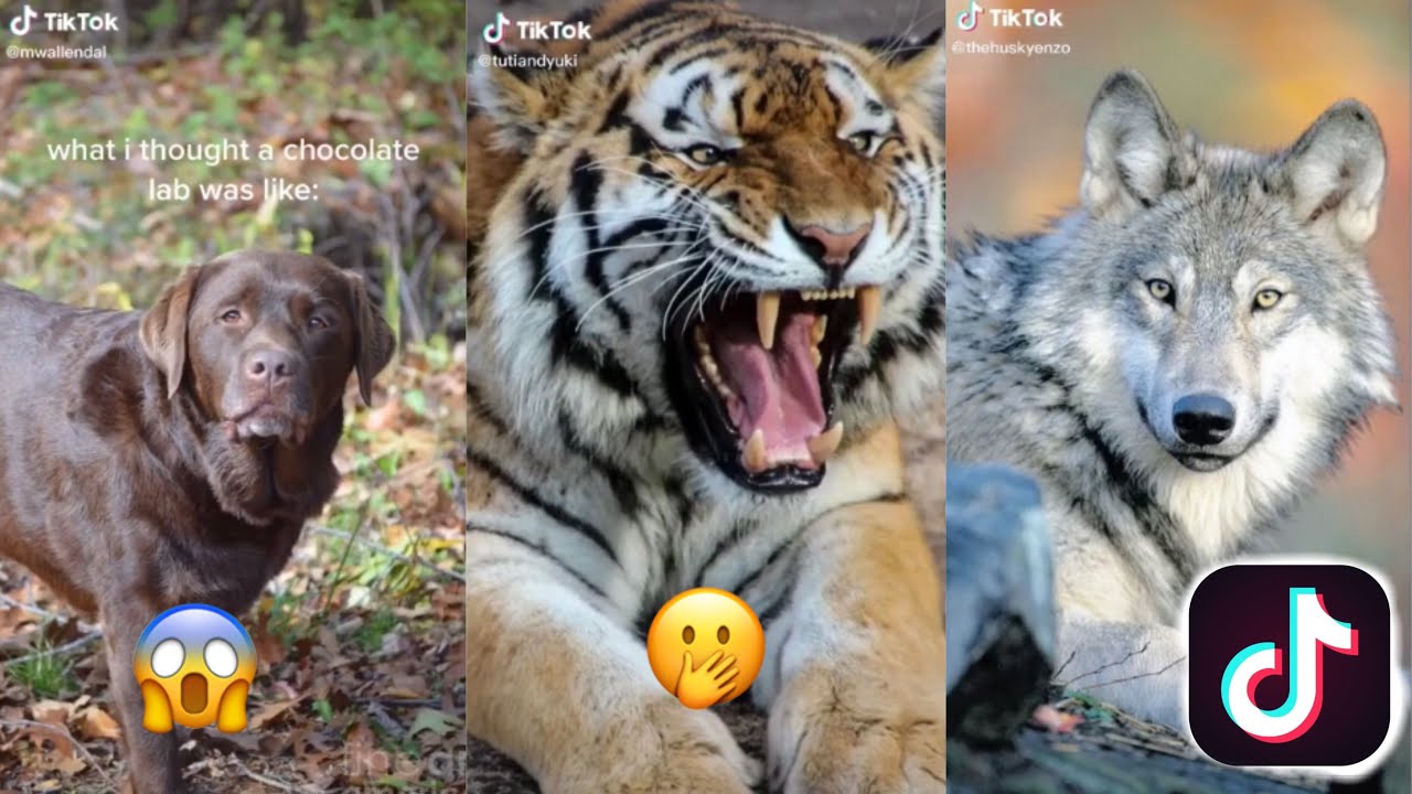 Expectations vs Reality TikTok compilation - YouTube