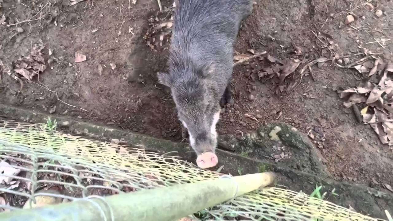 Злой дикий кабан - YouTube