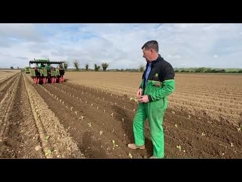 Planting Brussel Sprouts 2021 - YouTube