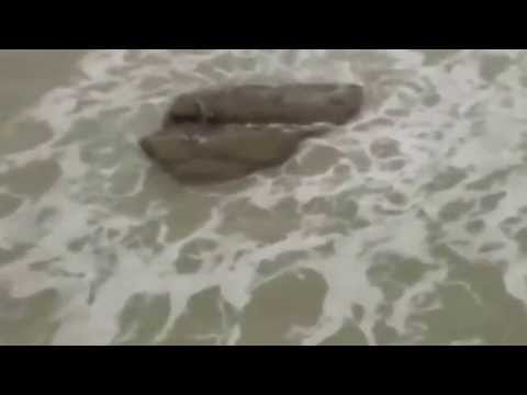 Gempar! Ikan Duyung Dijumpai di Israel - YouTube