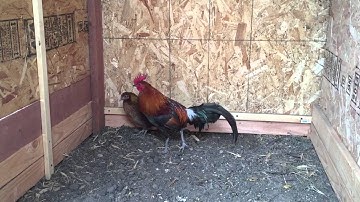 Red jungle fowl (Qaib Qus)