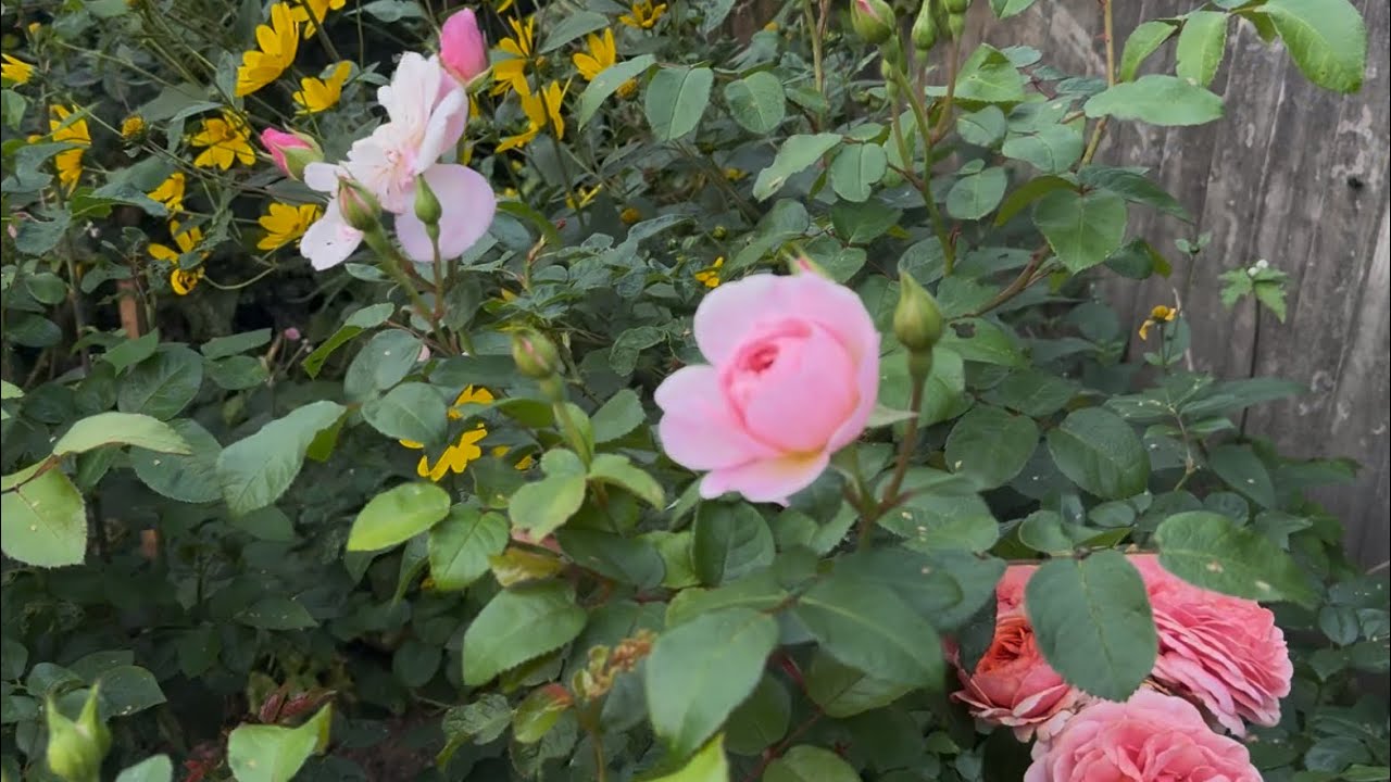 Rose Garden Tour August | David Austin roses | Kordes roses | English rose garden