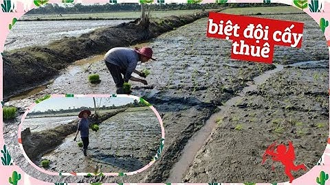 cấy lúa#bằng tay#tí nông dân Cường nguyễn#