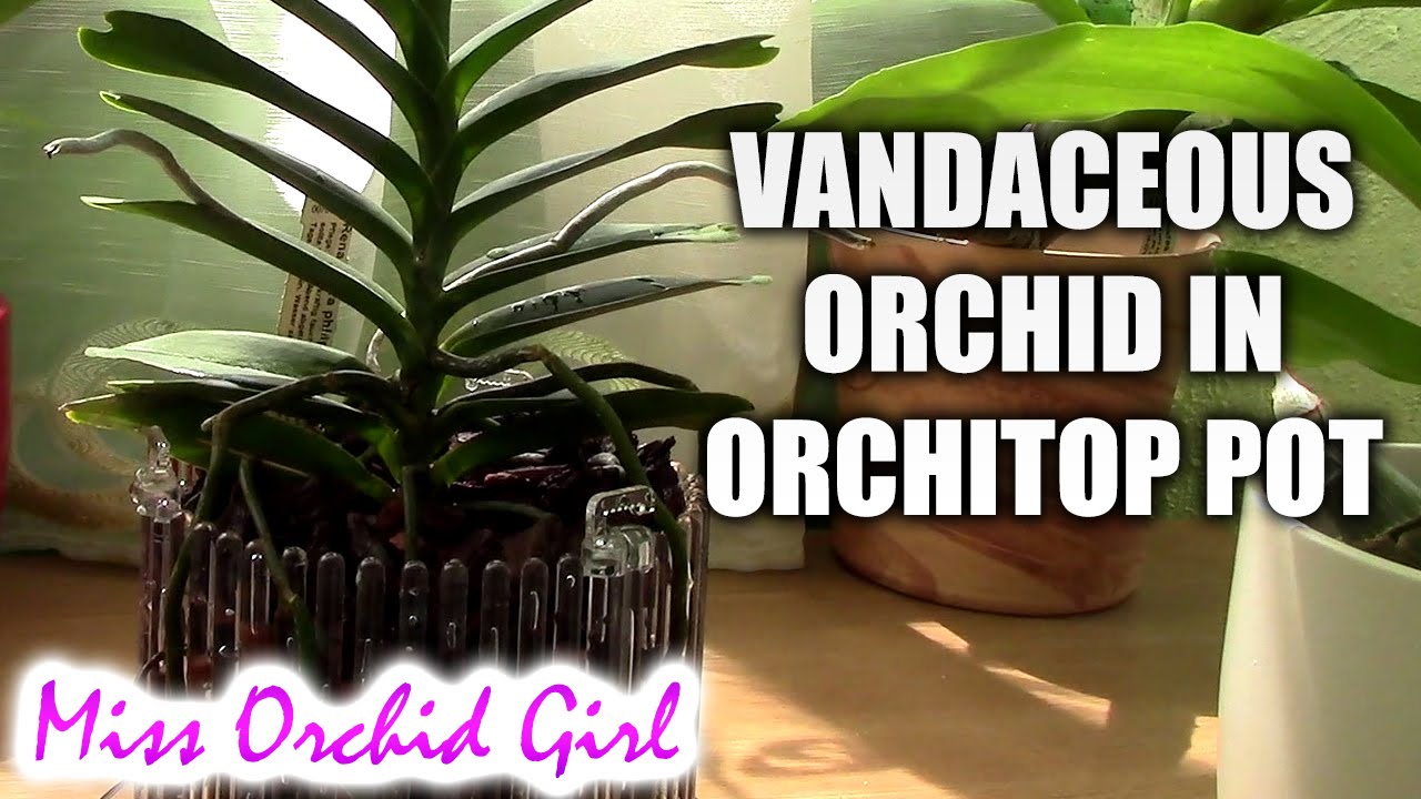 Repotting Renanthera orchid in Orchitop pot