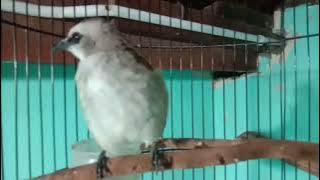 Durasii panjang borak BARIK borok cikrok, terocok males bunyi dengar ini langsung, buka suwaraa 