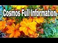 FULL CARE INFORMATION ABOUT COSMOS  ,SUMMER BLOOMING PLANT