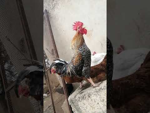 الديك ينادي صباح الخير