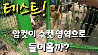 Jindo dog bonding test! Male Pakgi and Wolf vs female Jerry and Rella!