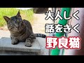 なんとかしてあげたいんですけどね…【野良猫】
