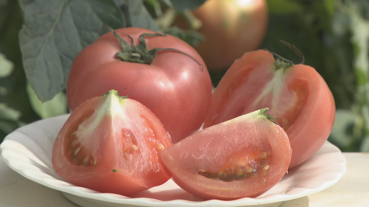 トマト様確認用 とまとけちゃっぷ様確認用 みなさまのお墨付き 完熟トマトをつかった
