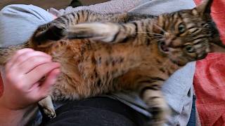 Belly Touch Activates Bunny Kick