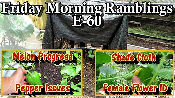 Pepper Problems, Shade Cloth, Melons, Male & Female Flowers, & Tour:  FM Gardening Ramblings E-60