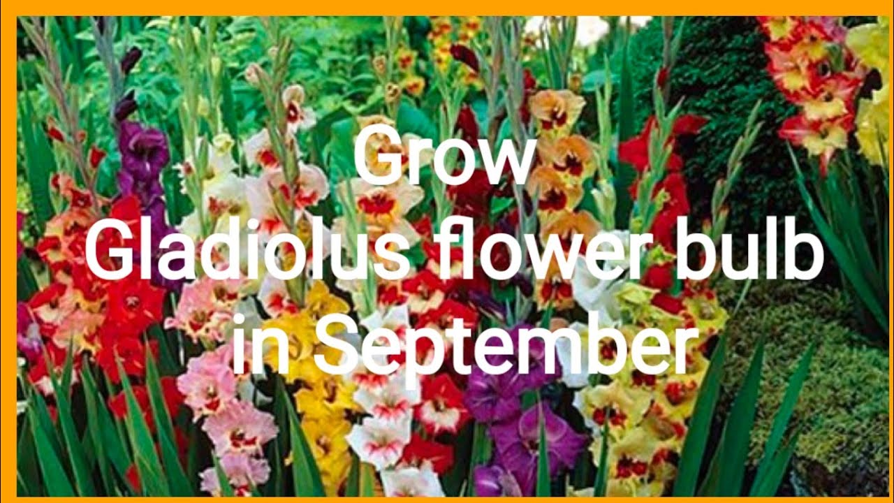 अभी लगाए ऐ खुबसूरत फूल के बल्ब||Grow gladiolus flower bulb in September - YouTube