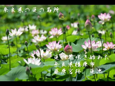 蓮の花咲き始めた 奈良県橿原市 藤原宮跡 蓮池 写真紀行 21 Youtube 蓮の花咲き始めた 奈良県橿原市 藤原宮跡 蓮池 写真紀行 21 Youtube
