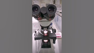 Sugar under the microscope #microscope #sugar #medtech #laboratory #crystals #mls #cls