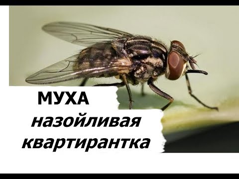 КОМНАТНАЯ МУХА - НАЗОЙЛИВАЯ КВАРТИРАНТКА
