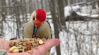 Hand-feeding Birds in Slow Mo - Red-bellied Woodpecker, Chickadee