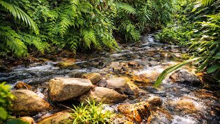 Peaceful Jungle Stream Sounds | 1 Hour Nature Ambience for Sleep