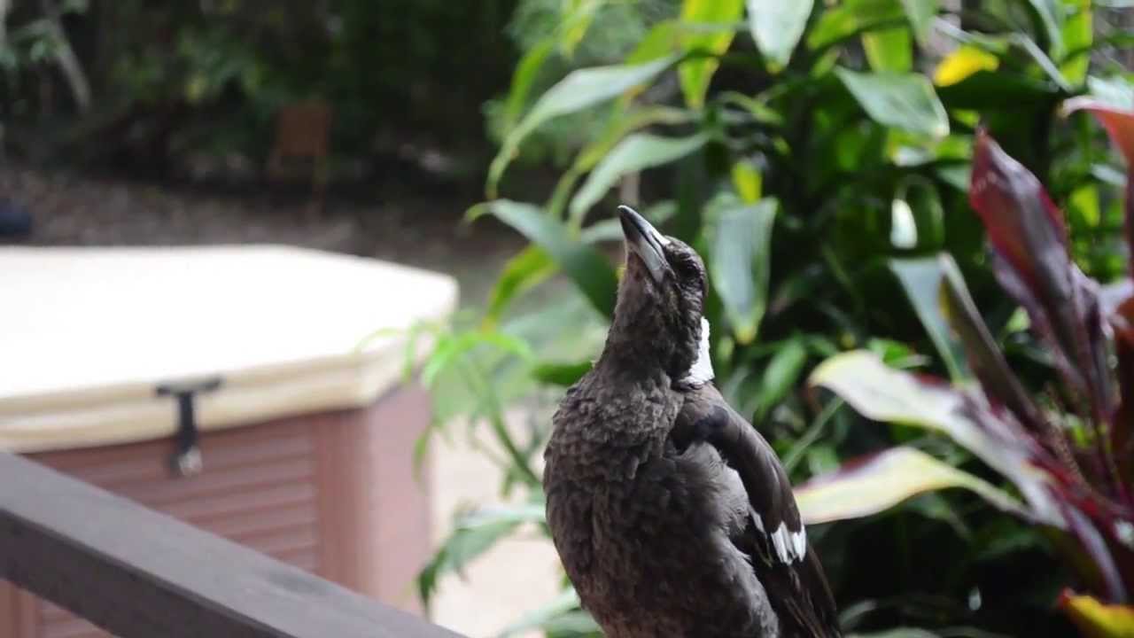Magpie or Butcherbird 