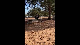 Cruella Had So Much Confidence Yesterday Sorry I Have Not Been Posting-Look In Comments For The Rest