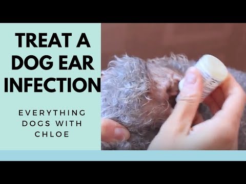 dog-ear-infection-treatment---how-to-treat