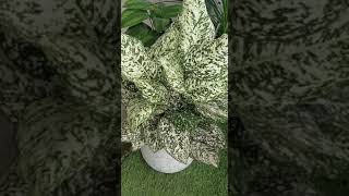 Aglaonema Eileen/Aglaonema White Anyamanee ( Aglaonema Variety@Plant Zone