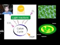 Photosynthesis and Respiration