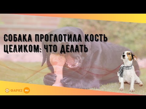 Собака проглотила кость целиком: что делать