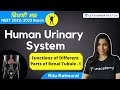 Human Urinary System: Functions of Different Parts of Renal Tubule -1 | NEET Biology | Ritu Rattewal