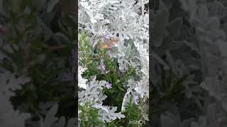 The Crimean hummingbird. The moth... #travel #nature