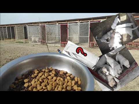 იყიდება ქართული ნაგაზის ლეკვები ხოდა X აფინა / გადავდივართ ახალ საკვებზე