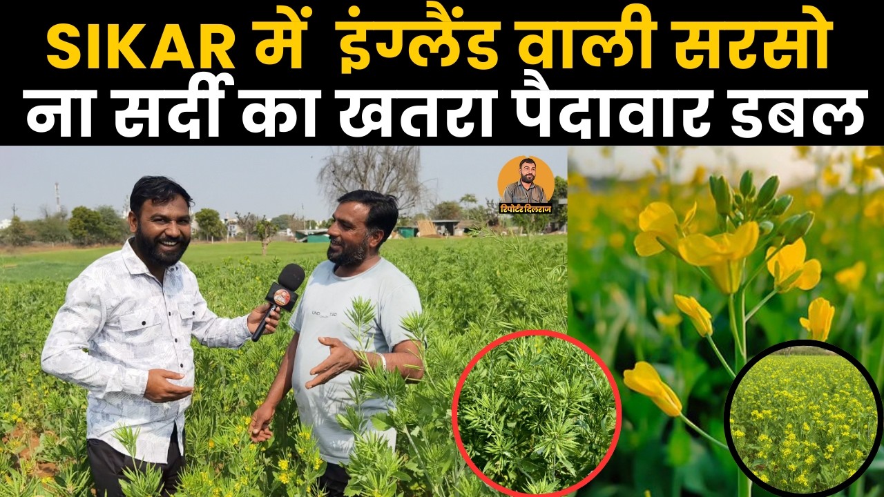 सीकर के कटराथल गांव के किसान ने उगाई इंग्लैंड वाली सरसो, देखें क्या है फायदे ~