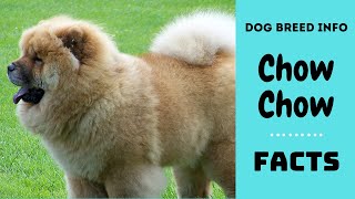 Chow Chow dog breed. All breed characteristics and facts about Chow Chow dogs by Dog Breeds 100,762 views 5 years ago 5 minutes, 23 seconds