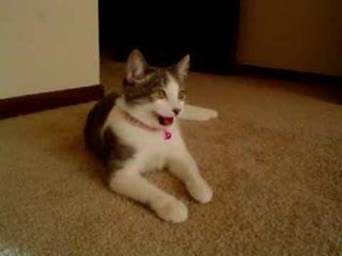 Panting Cat - YouTube