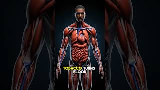What happens is you smoke weed vs cigarettes everyday?#health #foryou #humanbody #anatomy #healthing